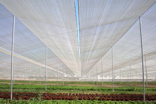 lưới côn chống trùng nông nghiệp
