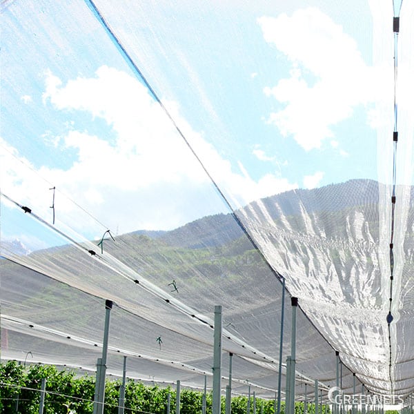 Kiểm soát côn trùng trong nhà kính: Làm đúng ngay từ đầu sẽ nhàn cả vụ 1 Luoi chan co trung 3 7m