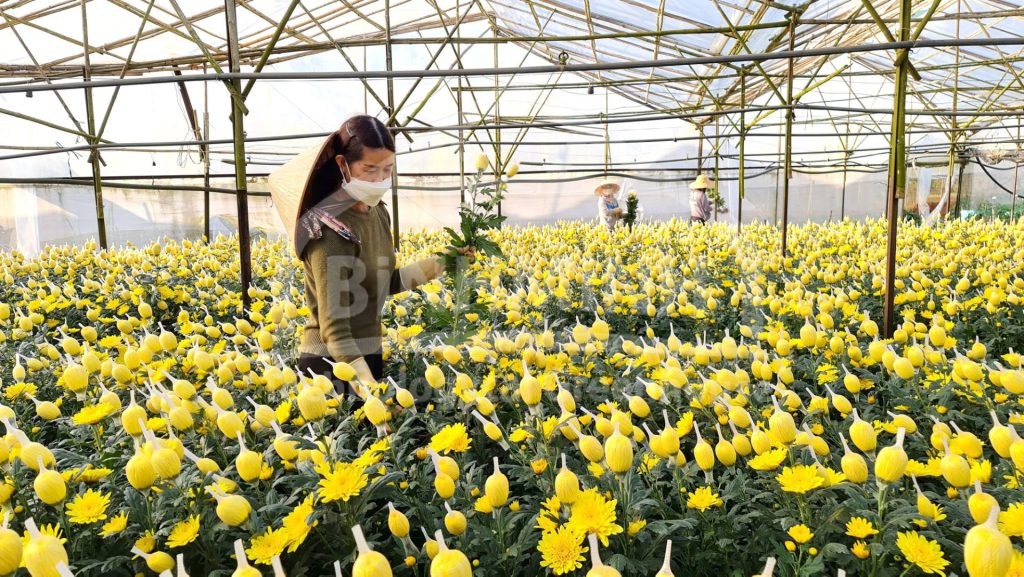 lam the nao de trong hoa cuc don gian tai nha 786 1