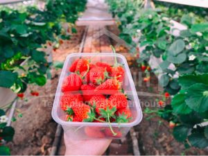 thuy canh dau tay nhung dieu can biet