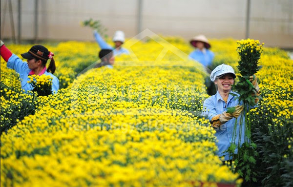 HOA CÚC – “RẺ BÈO HAY BỊ ÉP GIÁ? 2 trong hoa cuc nhat ban