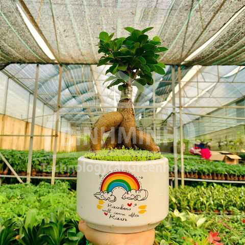 vuon cay canh trong nha mang nha luoi tai shins garden